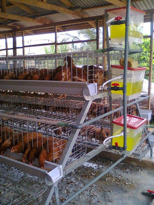 Advantages of using chicken cage farming