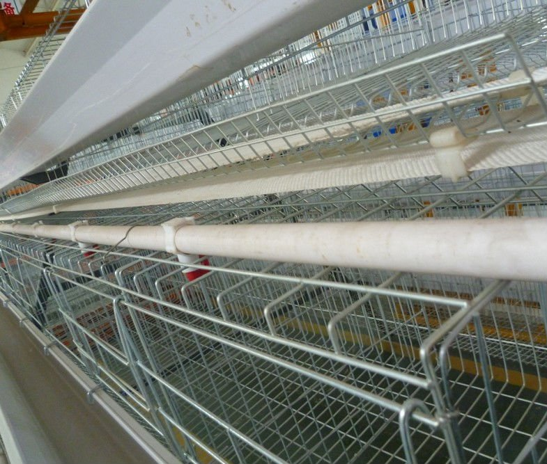 Good layer chicken cage for sale in Africa