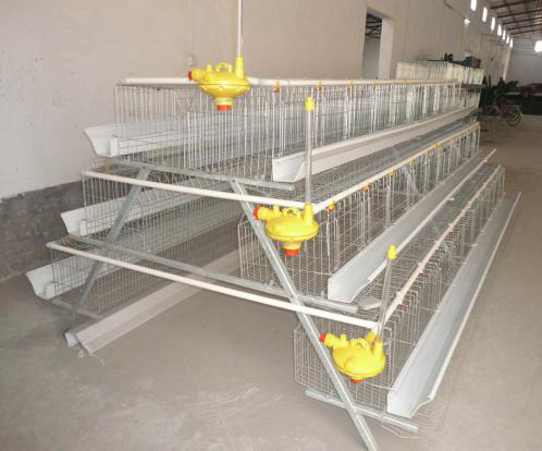 Characteristics of Chicken cage