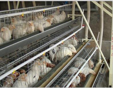 Wire chicken cages for sale