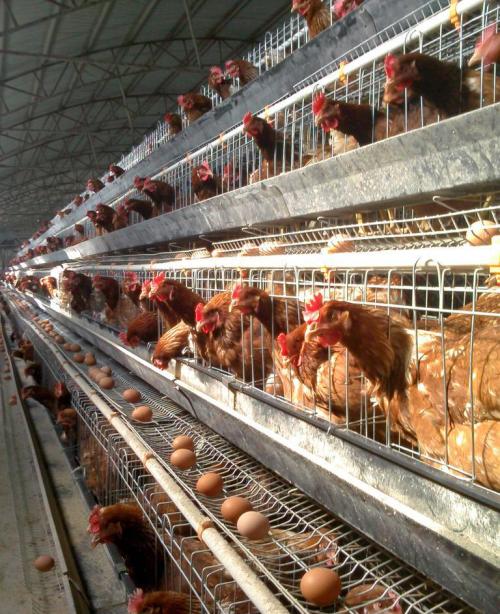 Chicken cages breeding advantages