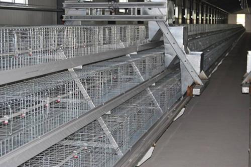 What is the price of chicken cages?