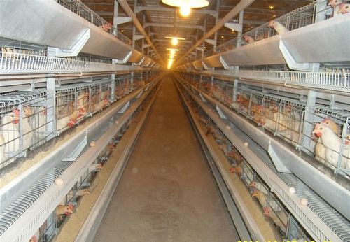 Chicken cages, advantages