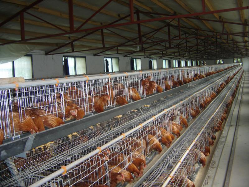 Chicken cages are the preferred equipment for automated,