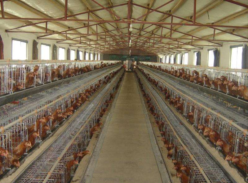 Chicken cages breeding advantages