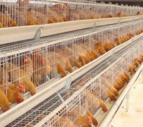 The advantage of chicken cage rearing