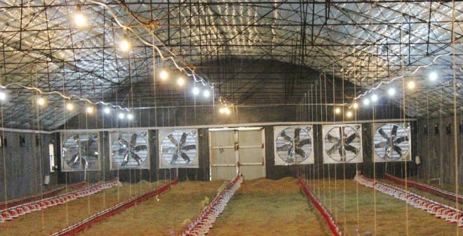 The advantage of poultry farming using environmental control 