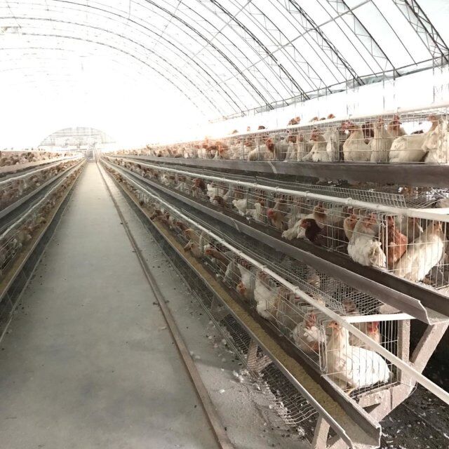 The advantage of poultry farming using environmental control 