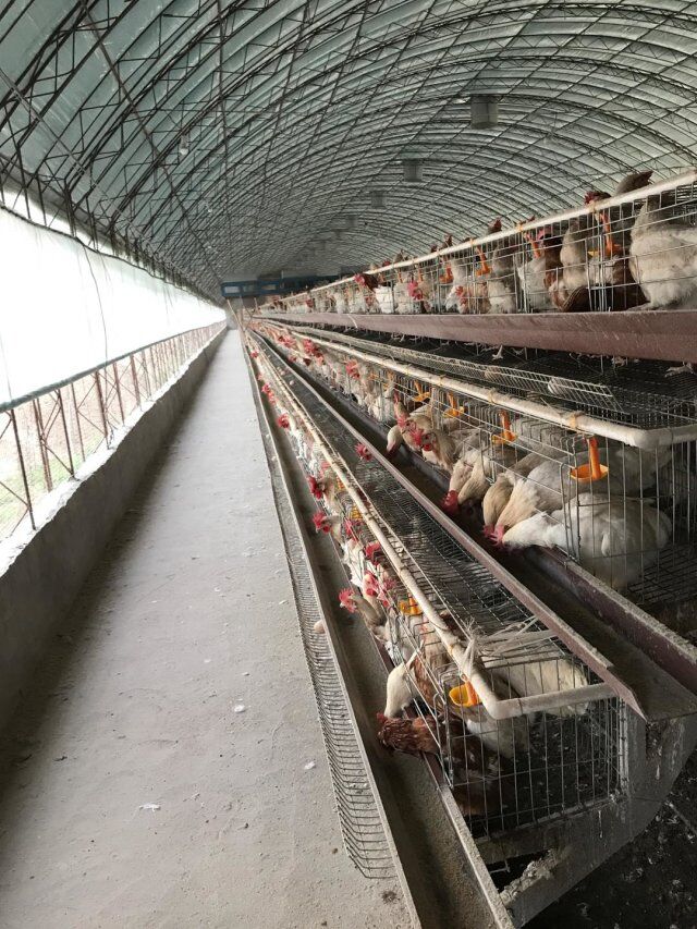 The advantage of automatic chicken raising equipment