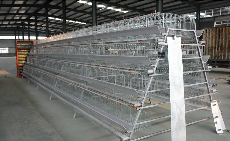 Modern Chicken Cages for Sale in Nigeria With High Quality