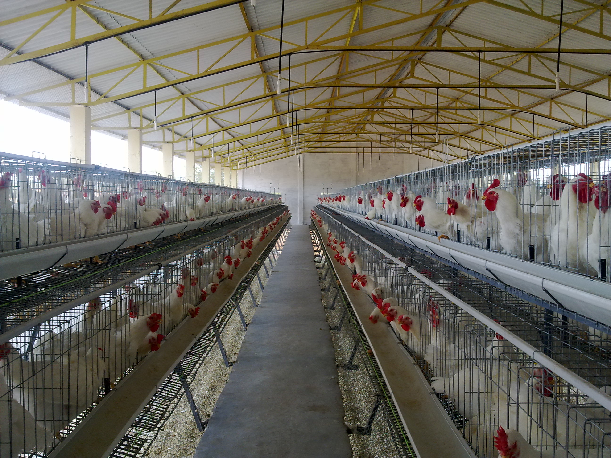 Sales of poultry farming cascade automation equipment