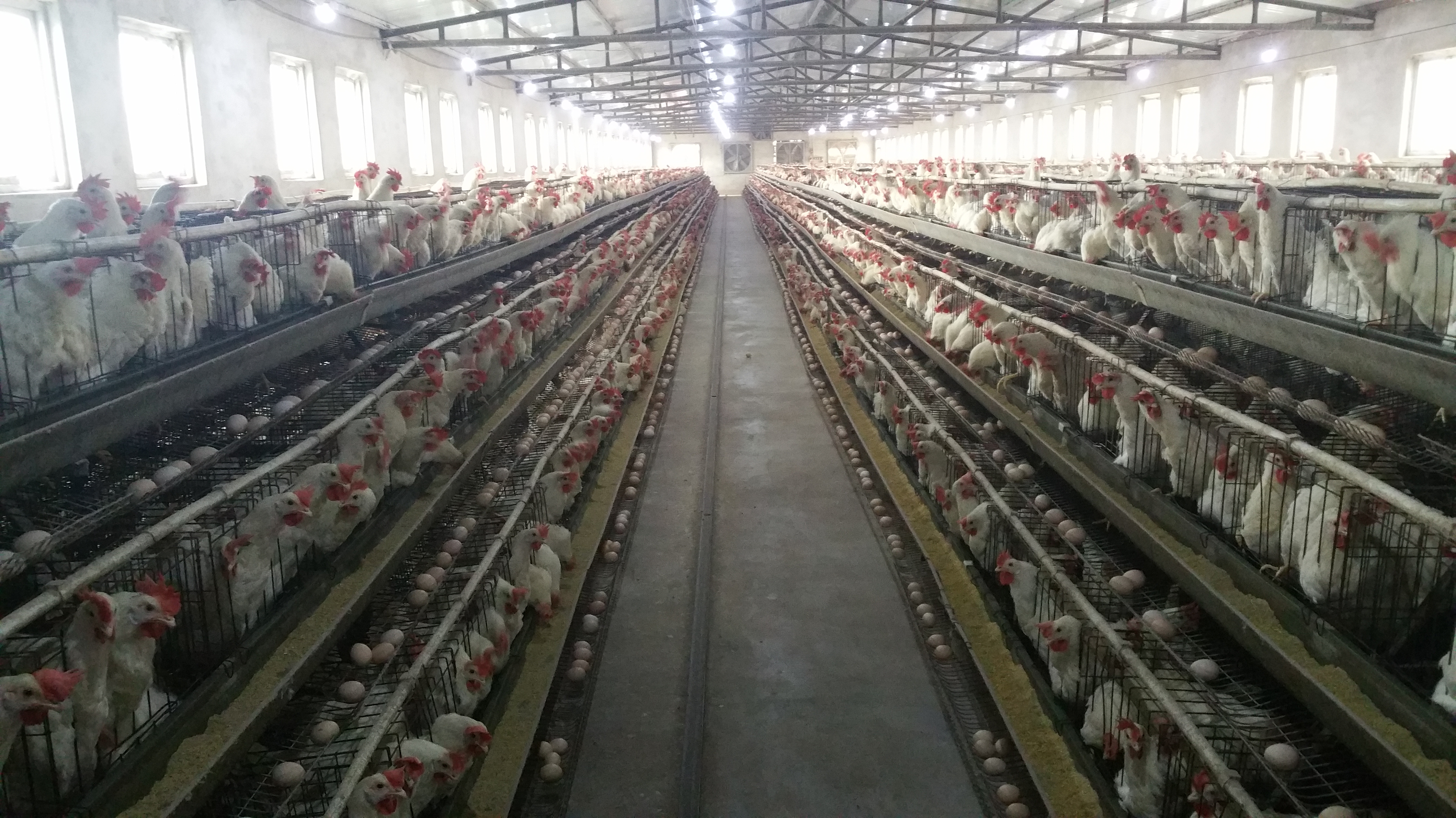 Benefits of automation of poultry farming equipment