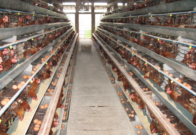 Advantages of poultry farming chicken cages