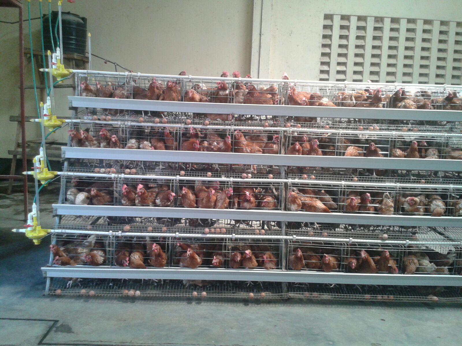 China Manufacturer Chicken Cages Commercial For Sale in Dubai