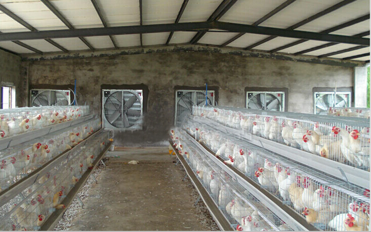 The role and relationship of automatic poultry farming equipment