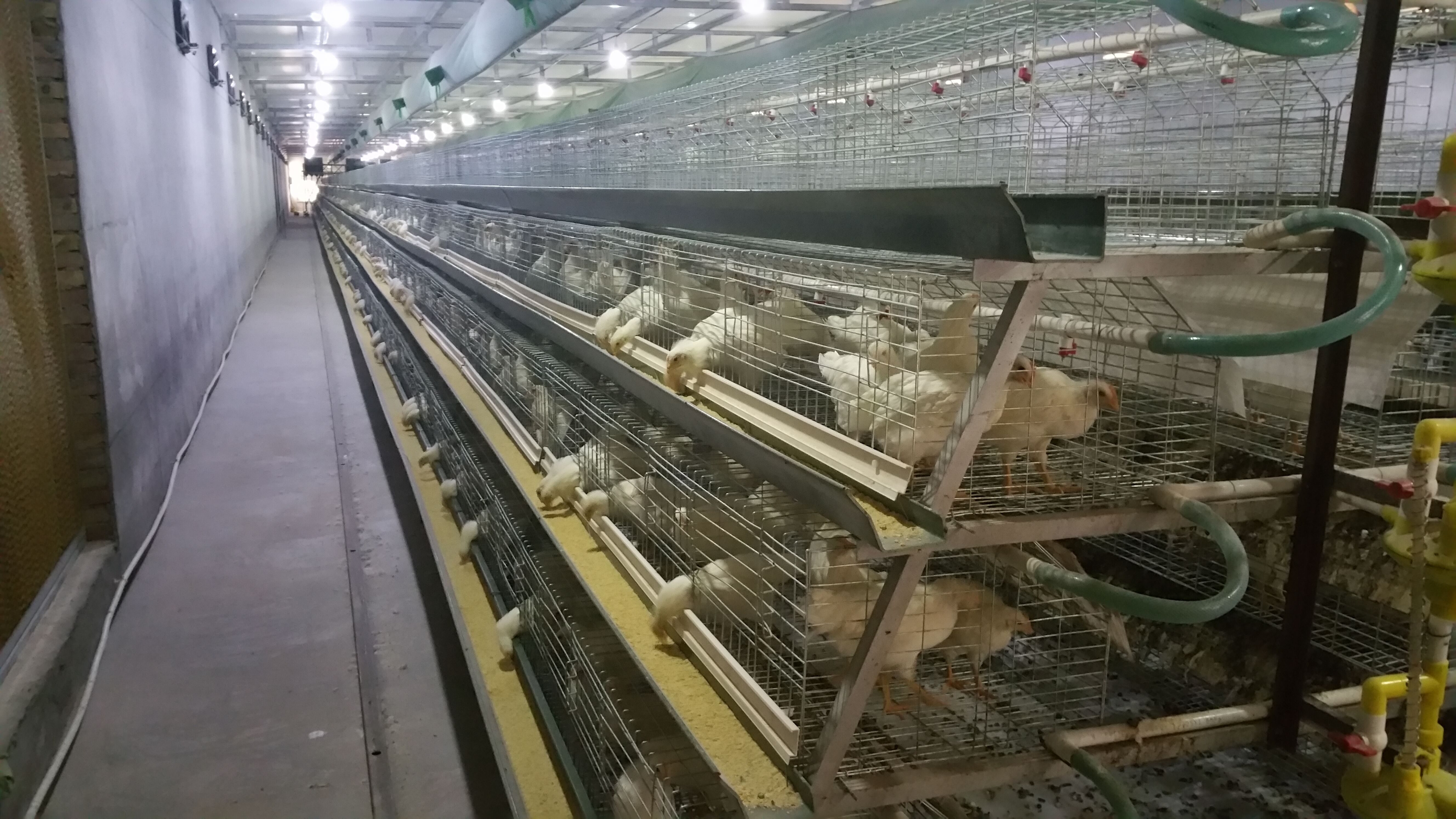 The advantage of poultry farming automation equipment 2