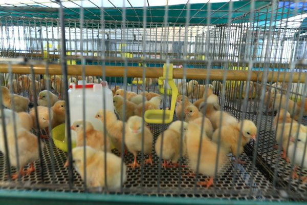 What Time Is Good For Poultry Slaughter