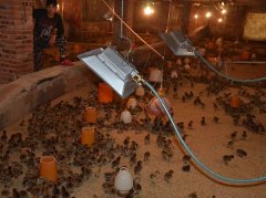 Chicken Temperature Standard And Its Control