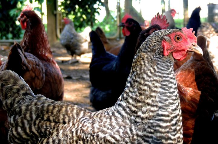 How To Feed Chickens or Laying Hens