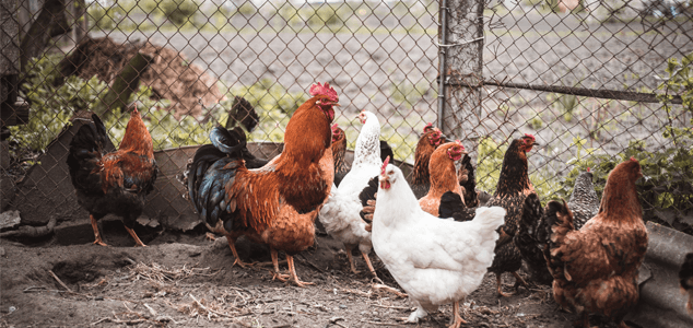 Why the chicken farm should stay away from roads, villages