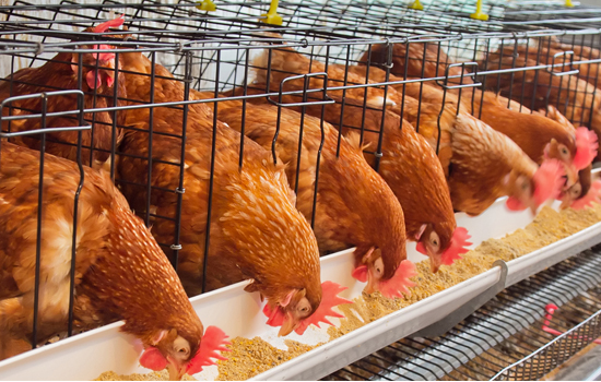 How to prevent chicken’s heat stress in Summer