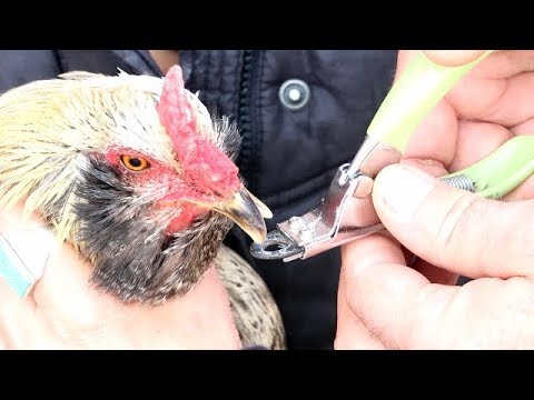 Why should we cut chicken beak?