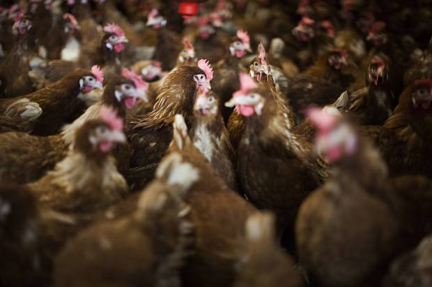 Laying decline in performance of laying hens