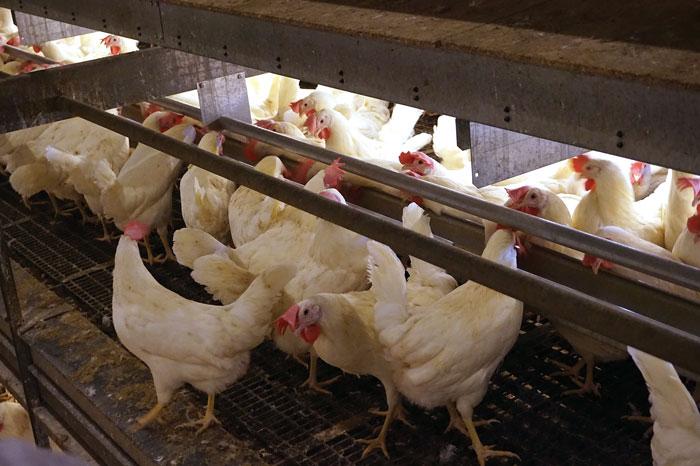 Lighting management work stackable chicken cages