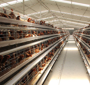 How is the Prospect of Using Poultry layer chicken cage Equipment?