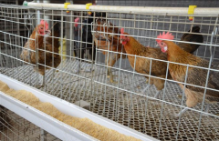 What should the broiler cage pay attention to when it is ventilated?