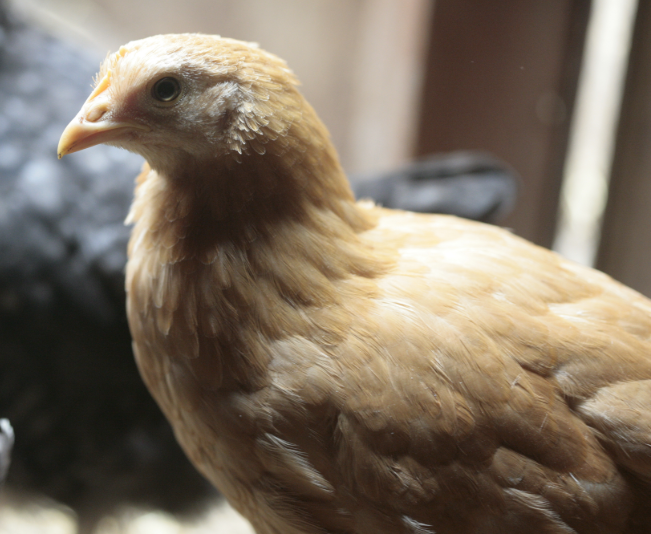 Keep the chicken in a bird cage as a pet