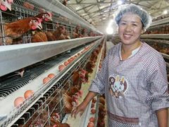 Chicken farming technology