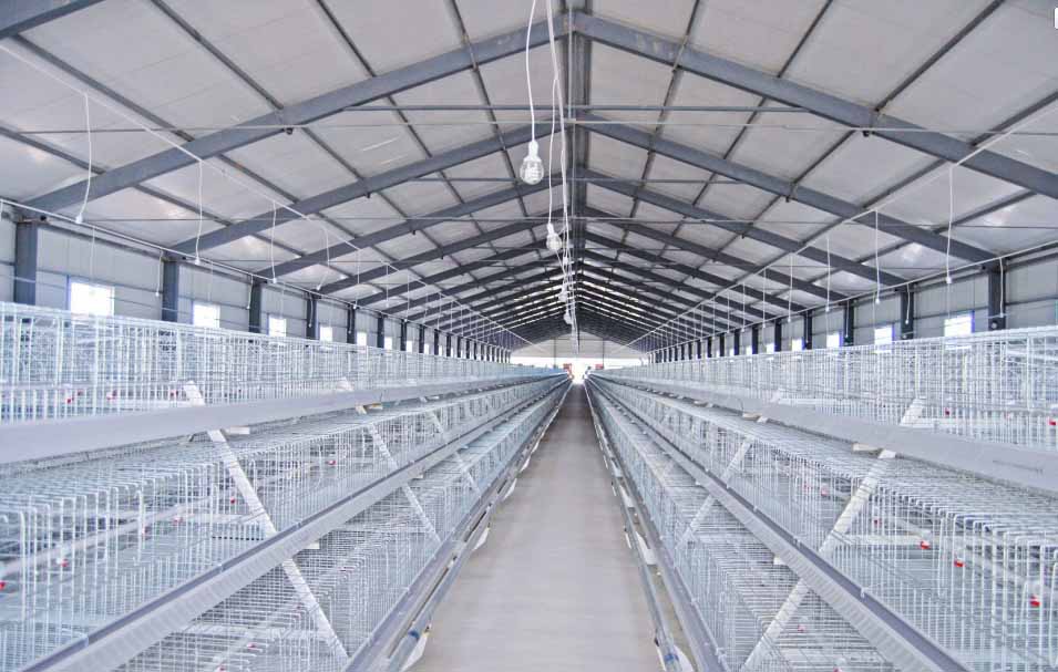 Precautions for chickens in chicken cages