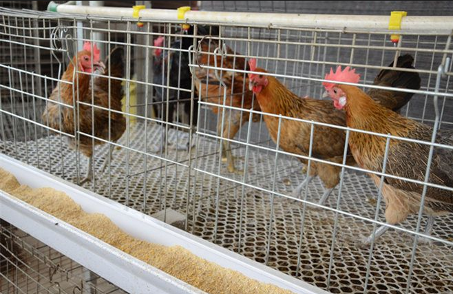 Key points to improve the efficiency of chicken raising