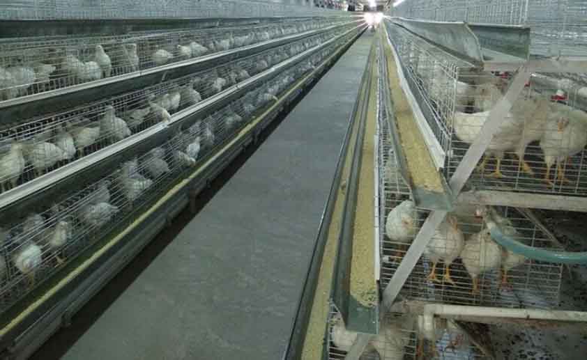 Pros and cons of caged and flat chicken