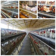 Maintenance and maintenance of layer chicken cages