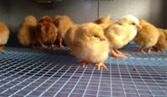 Correct operation of chicken equipment