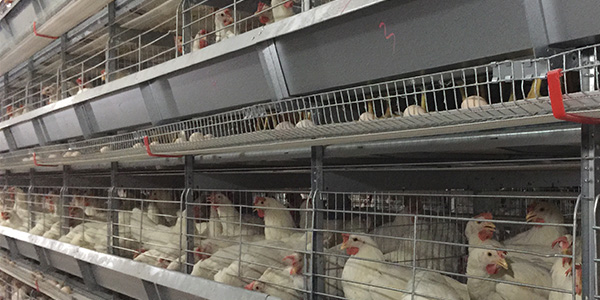 Chicken equipment to do a good health management