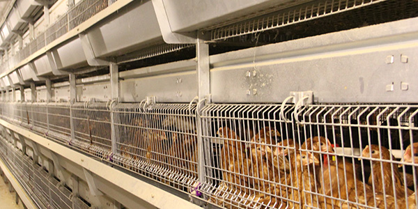 How to prevent excessive breeding of chicken equipment