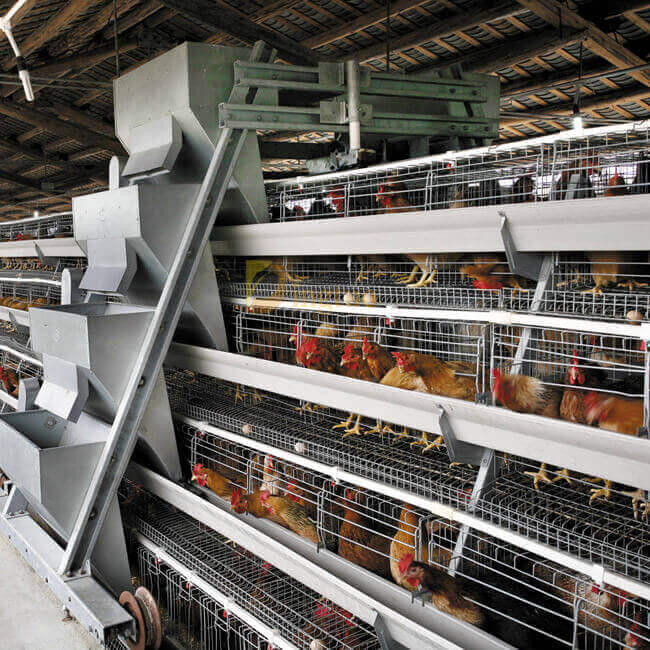 Tell the advantages of layer chicken cages