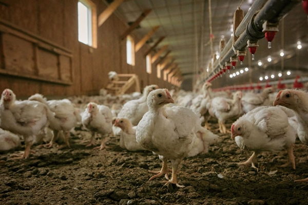 How does the chicken cage prevent external pollution from entering?