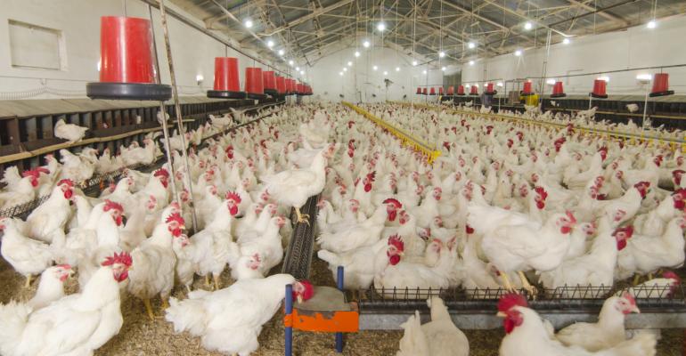 Chicken cage breeding chickens should be well vaccinated