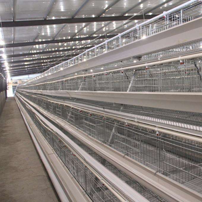 Things to build special attention when building chicken cages