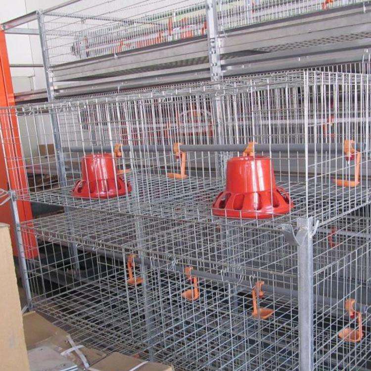 How does broiler cages promote healthy growth of chickens?