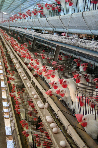 Three-dimensional broiler cages have strong advantages in intensive management