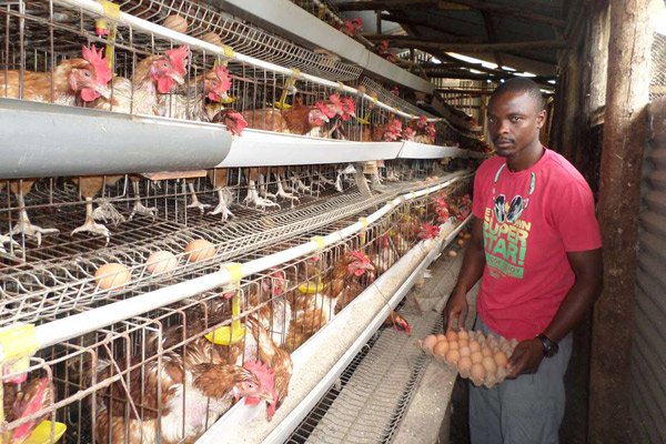 The quality of broiler cages is a key factor in economic efficiency