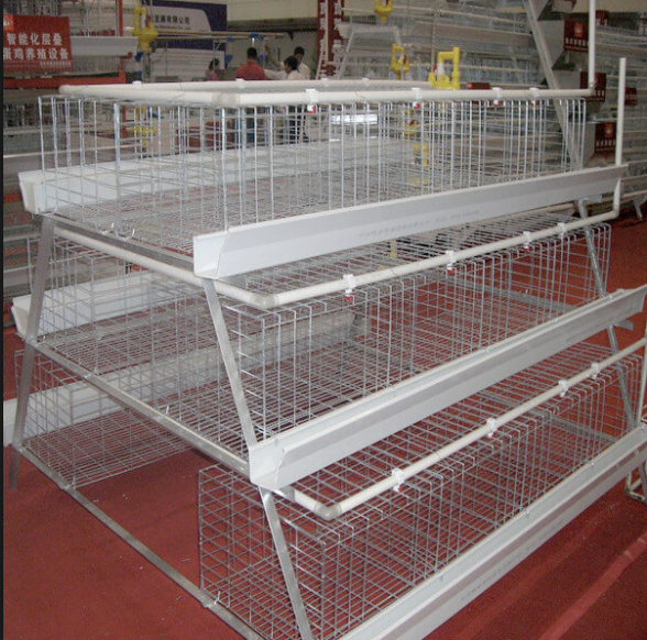 Where is the broiler cage reduced?