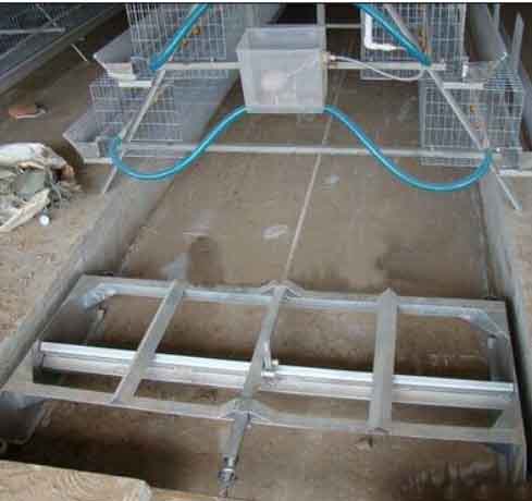 How to clear the feces in modern broiler breeding