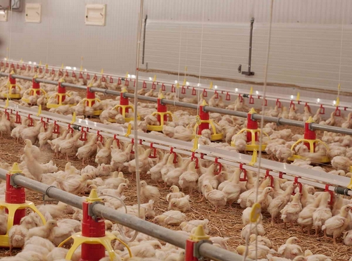 How to clean the environment of the chicken farm