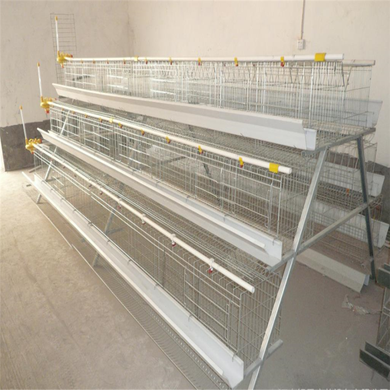 Introduction of species of cultured chicken cages